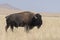 Bison change the fur in Antelope island state park