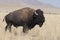 Bison change the fur in Antelope island state park