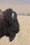 Bison change the fur in Antelope island state park