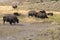 Bison change the fur in Lamar Valley in Yellowstone National Park