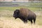 Bison change the fur in Yellowstone National Park