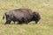 Bison change the fur in Yellowstone National Park