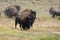 Bison change the fur in Yellowstone National Park