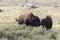 Bison change the fur in Yellowstone National Park