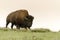 Bison change the fur in Yellowstone Nationale Park