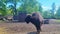 A bison chews food in an animal park.