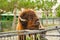 bison close-up portrait in an animal reserve