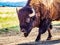 Bison Close Up, Walking in Dirt