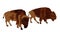 Bison couple vector illustration isolated on white background. Portrait of Buffalo male and female, symbol of America.