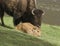 Bison cow and calf