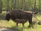 Bison cow with calf