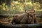 Bison cow with calf