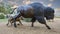 A bison cow and calf in the Tulsa Herd Grand Monument at LaFortune Park in Tulsa, Oklahoma.