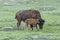 Bison Cow giving Baby a Bison hug