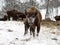 Bison cow with young calf. Breeding bison in Altai Mountains.