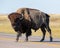 Bison crossing Hwy 240