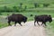 Bison Crossing a Road