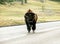 bison crossing the road