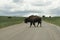 Bison crossing road - blocking traffic