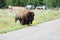 A Bison crossing the road at Grand Teton National Park.