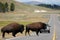 Bison crossing the road in yellowstone