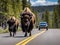 Bison crossing the road in yellowstone