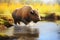 bison crossing a shallow stream in a prairie