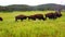 Bison at Custer State Park