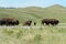 Bison in Custer State Park, South Dakota