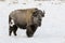 BISON IN DEEP SNOW STOCK IMAGE