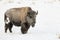 BISON IN DEEP SNOW STOCK IMAGE