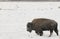 BISON IN DEEP SNOW STOCK IMAGE