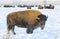 BISON IN DEEP SNOW STOCK IMAGE