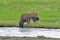 Bison Drinking Water from Yellowstone River