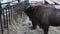 Bison eat hay in the forest in winter.