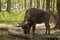 Bison eating bark