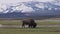 Bison eating grass in American Landscape. Yellowstone National Park.