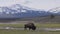 Bison eating grass in American Landscape. Yellowstone National Park.