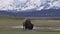 Bison eating grass in American Landscape. Yellowstone National Park.