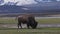 Bison eating grass in American Landscape. Yellowstone National Park.