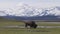 Bison eating grass in American Landscape. Yellowstone National Park.