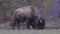 Bison eating grass in American Landscape. Yellowstone National Park