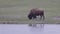 Bison eating grass in American Landscape. Yellowstone National Park