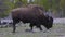 Bison eating grass in American Landscape. Yellowstone National Park