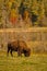 Bison eating grass in autumn in Quebec, Canada.