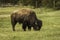 Bison eating green grass at the field