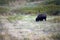 Bison eating inside the National Bison Range