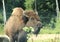 Bison eating leaves in forest