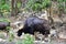 Bison eating in zoo thailand