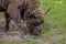 Bison eats the grass , Bialowieza National Park